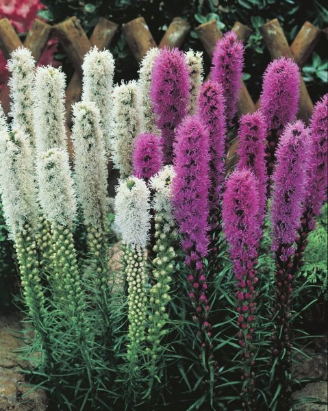 Лиатрис кобальт