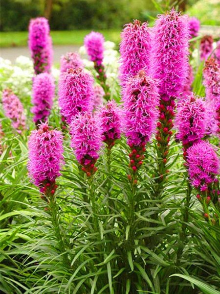 Лиатрис спиката spicata