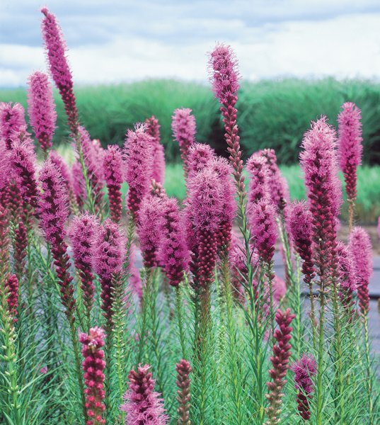 Лиатрис колосковый (с2)