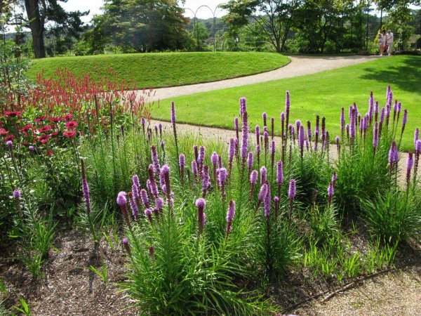 Лиатрис колосковый Альба