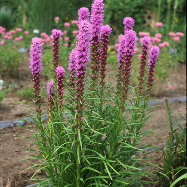 Цветок Лиатрис Вайолет