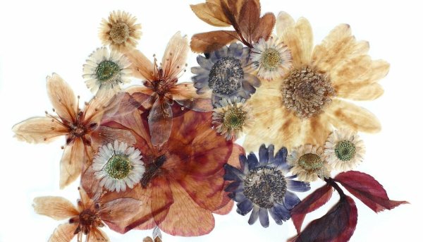 Сухая трава гербарий сухоцветы