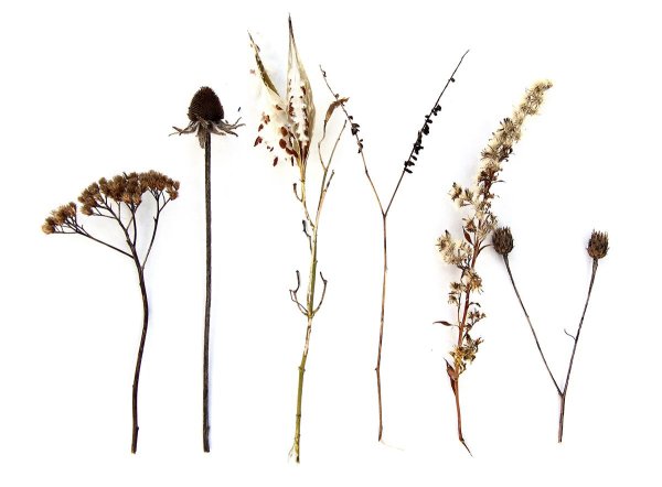 Засушенные цветы