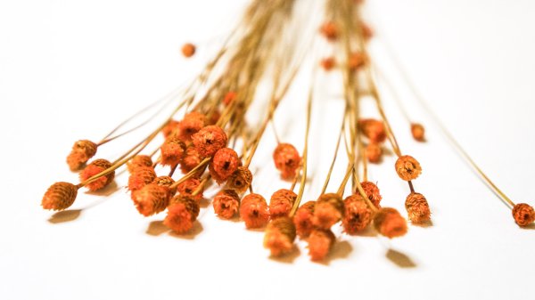 Оранжевые сухоцветы