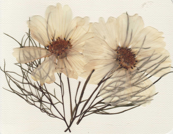 Гербарий Эстетика