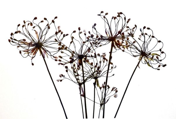 Засушенные цветы