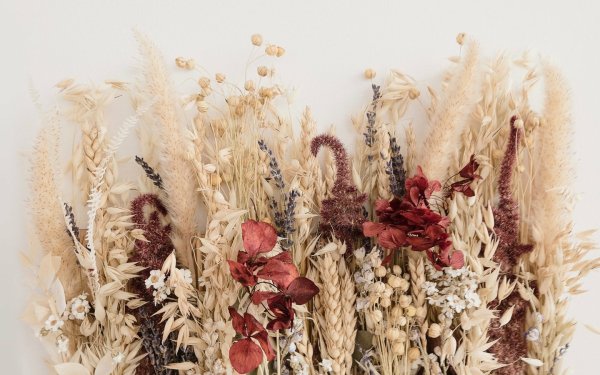 Засушенные цветы