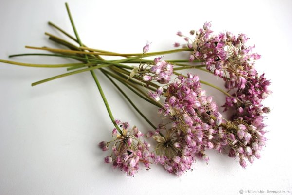 Засушенные цветы Эстетика гербарий