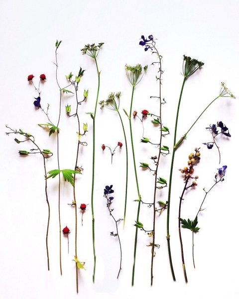 Сухая трава гербарий сухоцветы