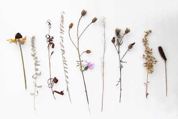 Сухая трава