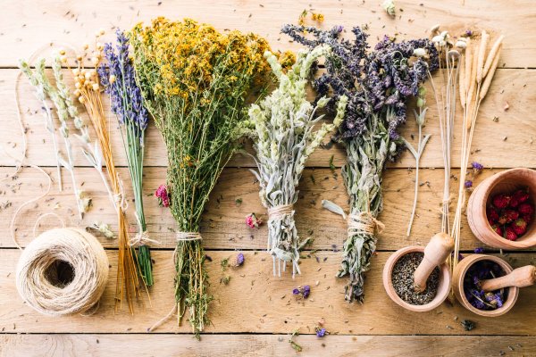 Гортензия гербарий