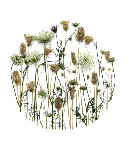 Гербарий на белом фоне