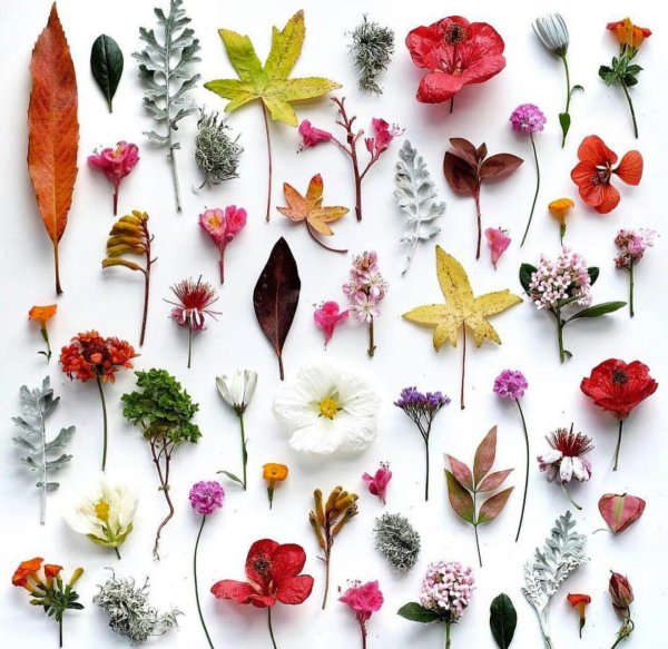 Аурея сухоцвет