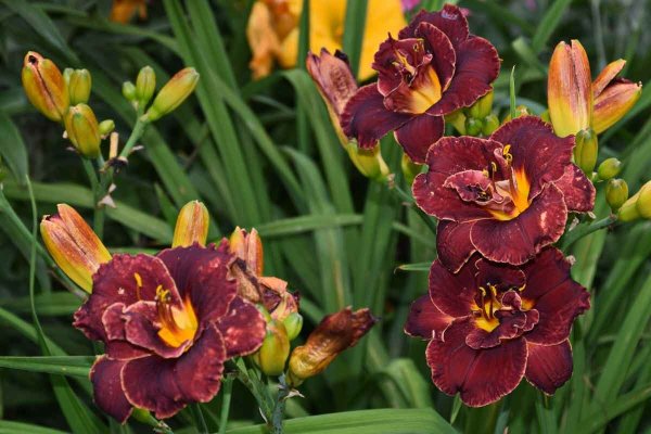 Лилейник Hemerocallis