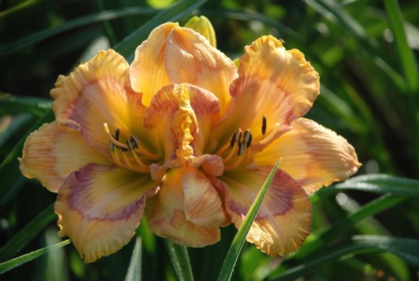 Лилейник Арлекино