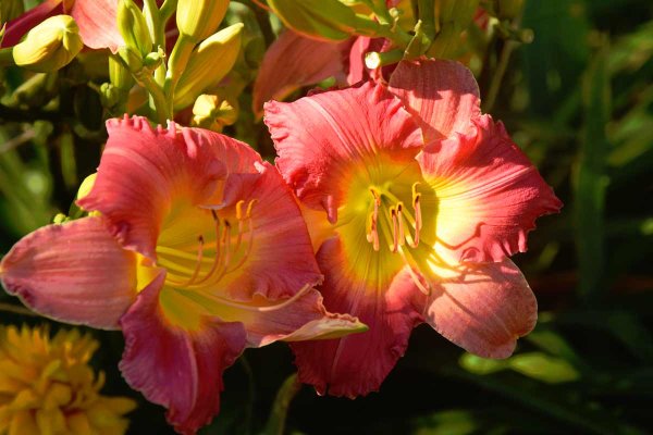 Лилейник гибридный файнал тач