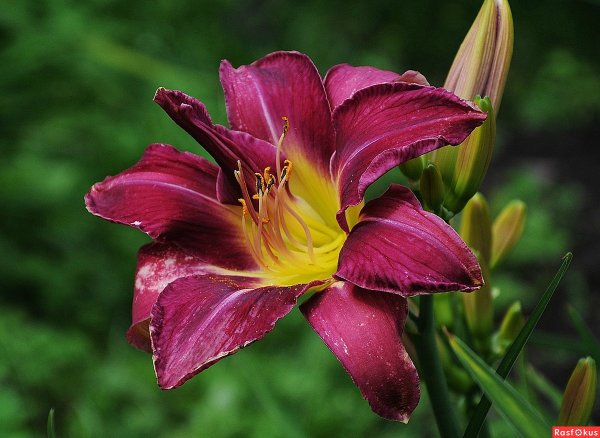 Лилейник сайлент сентри