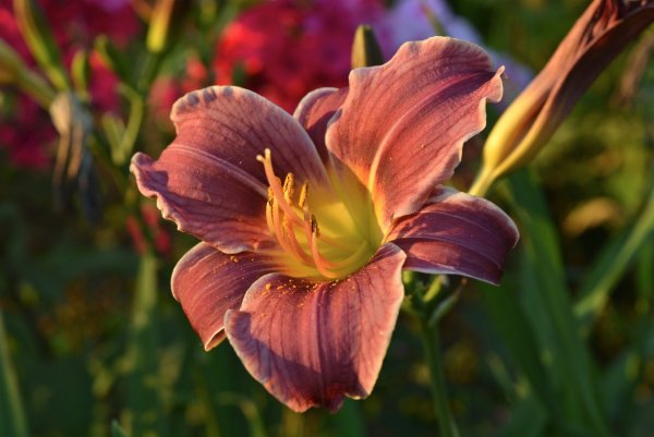 Цветок лилейник