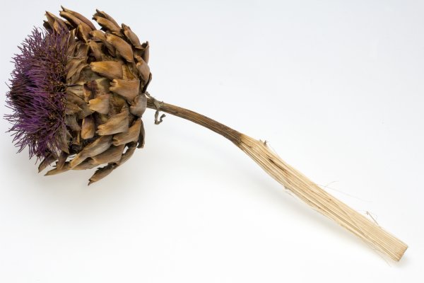 Нигелла сухоцвет