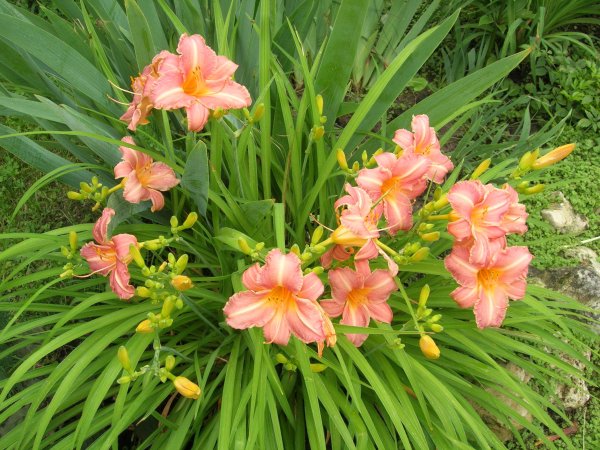 Лилейник гибридный Longfields Butterfly