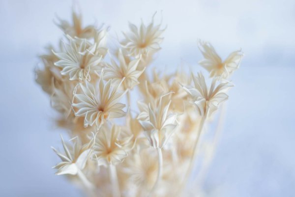 Сухоцветы семена