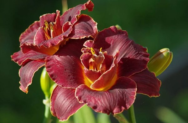 Лилейник красоднев