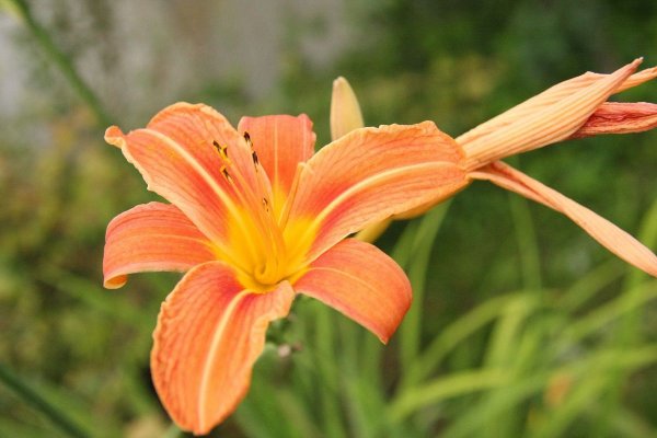 Лилейник оранжевый