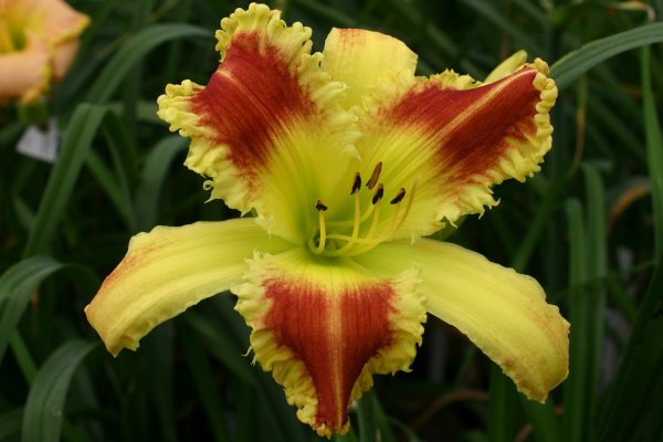 Лилейник Литтл Мисси