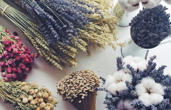 Сухая роза гербарий