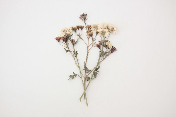 Засохшие цветы