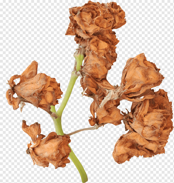 Амареллино сухоцвет