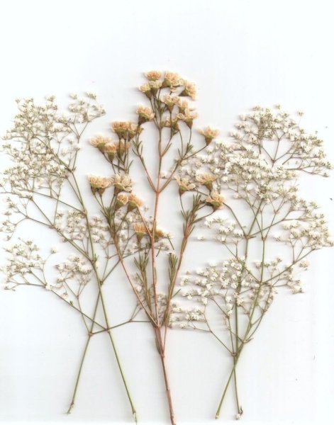 Флористическая композиция "букет" из засушенных растений