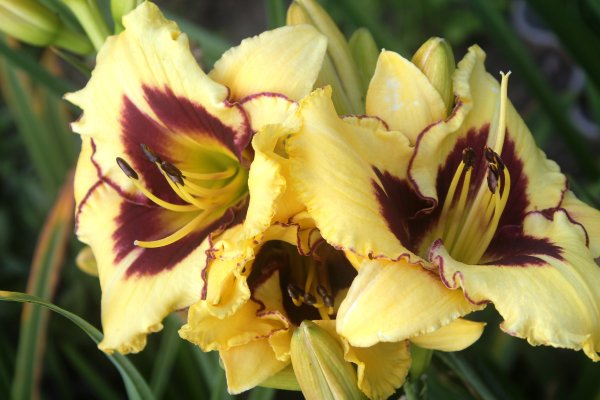 Лилейник Эль Десперадо