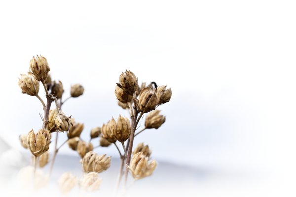 Сухоцветы полевой камыш