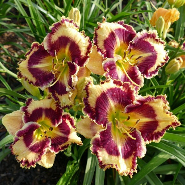 Лилейник Розанна