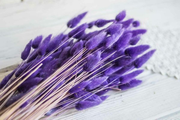 Засушенные цветы