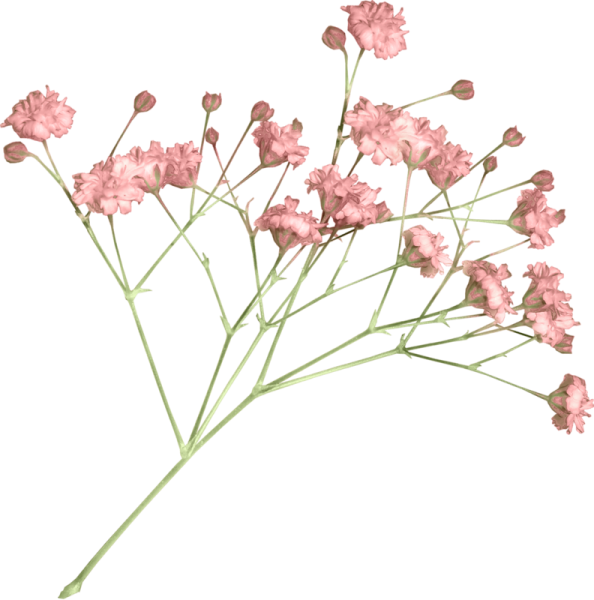 Сухоцветы Эстетика гипсофила