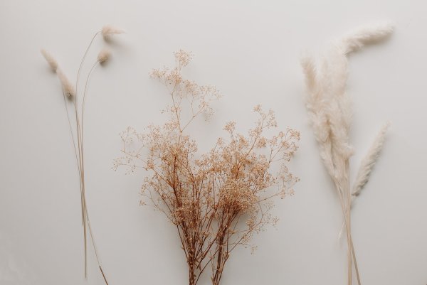 Амареллино сухоцвет