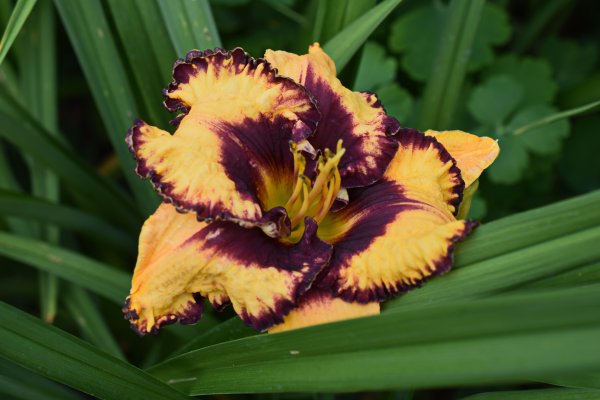 Лилейник красоднев