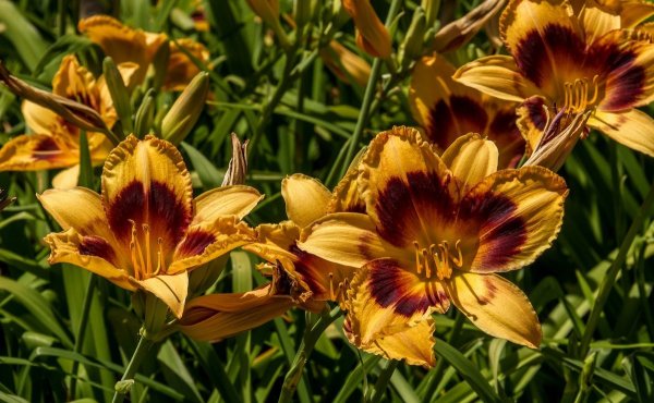 Лилейник гибридный Longfields Marmalade