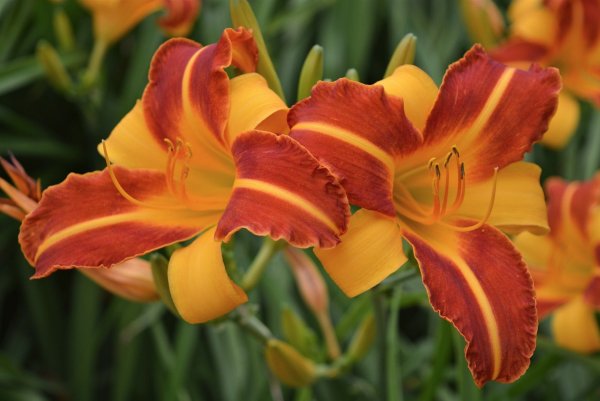 Лилейник Арлекин