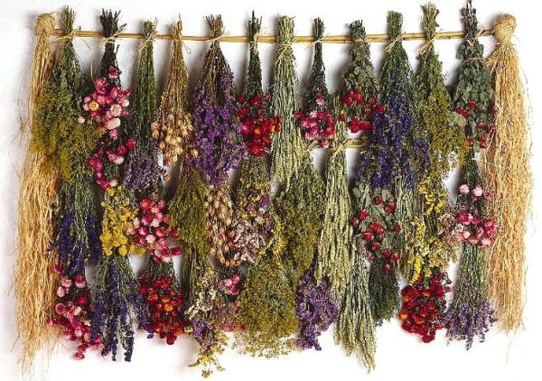 Зайцехвост cухоцвет