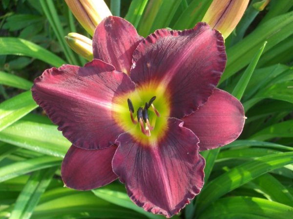 Лилейник Роуз Эмили