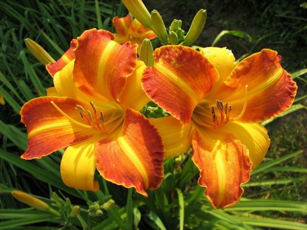 Лилейник Майк Рид