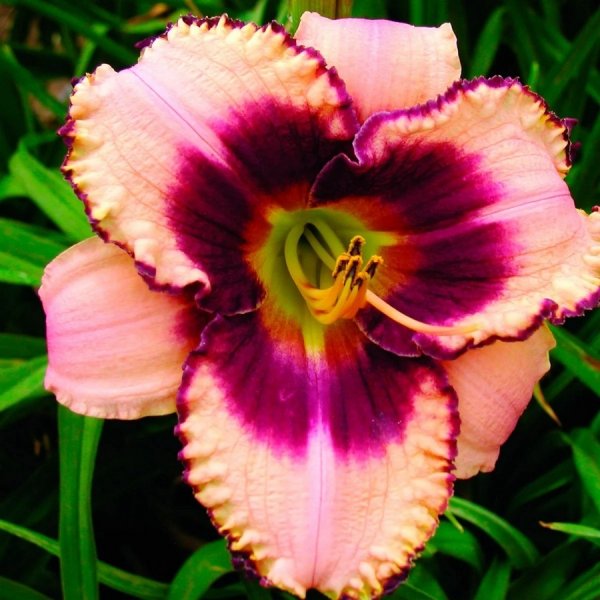 Лилейник daring Dilemma