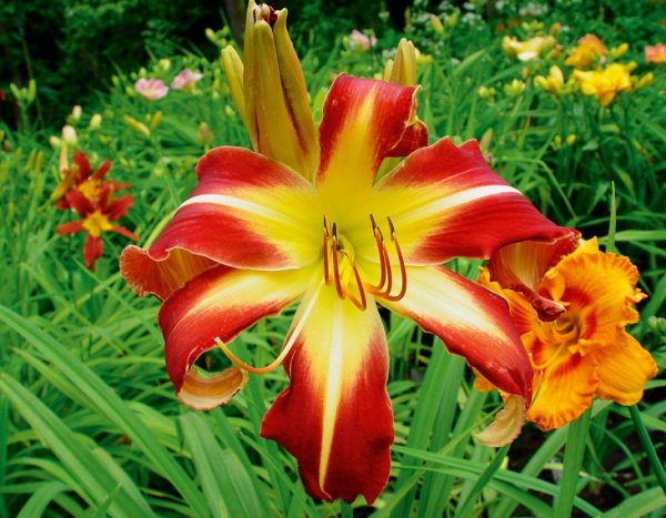 Лилейник красоднев