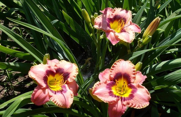 Цветок лилейник