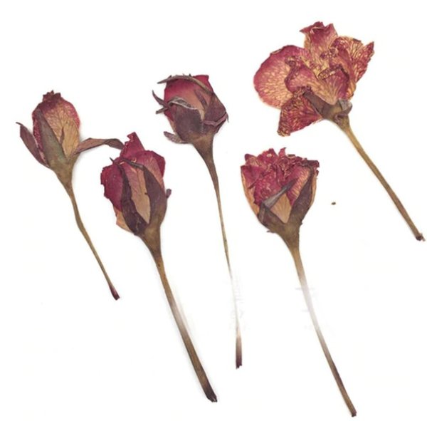 Ежовник сухоцвет