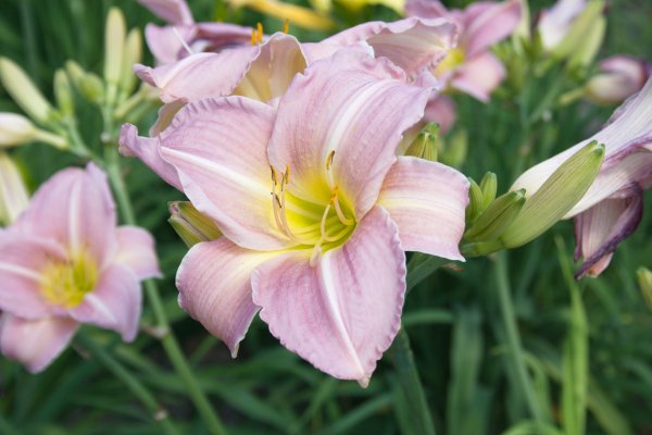 Лилейник хемерокаллис