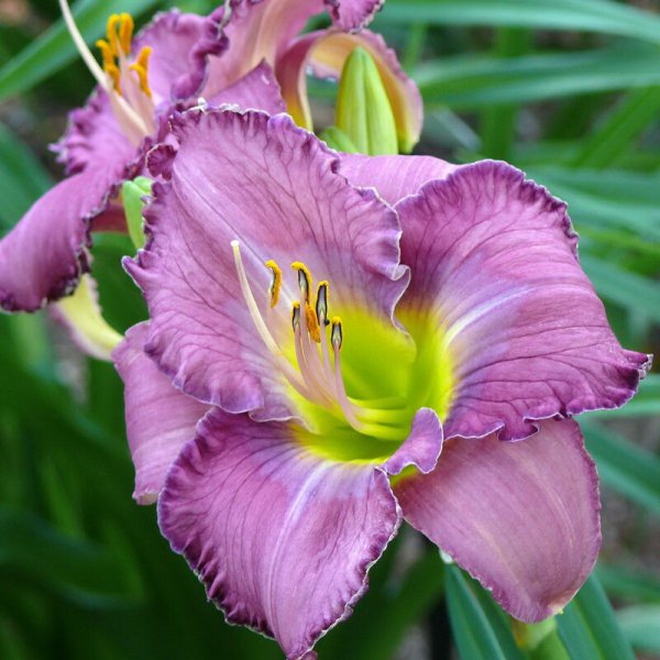 Лилейник гибридный Chicago Jewel.